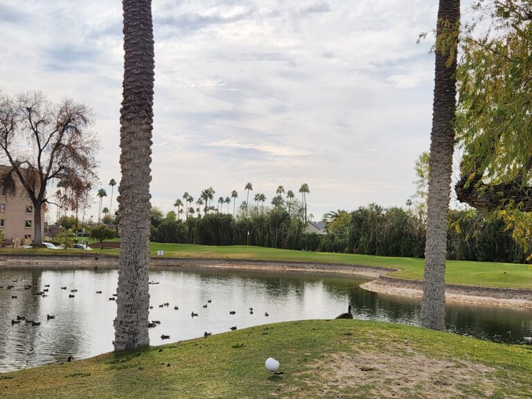 Try your luck hitting over the pond from the Men's tee on Hole #8